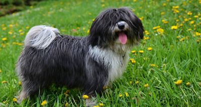 New DNA testing scheme for Tibetan terriers